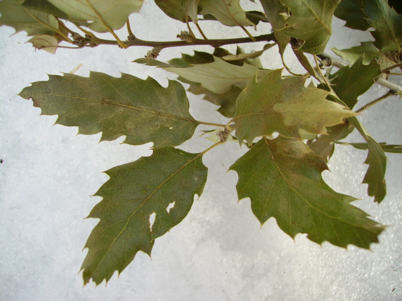 Quercus x crenata = Q. x hispanica = Q. lucombeana